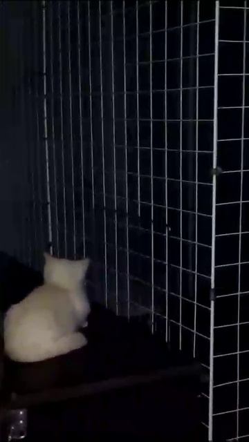 кот и кинкажу смотреть онлайн