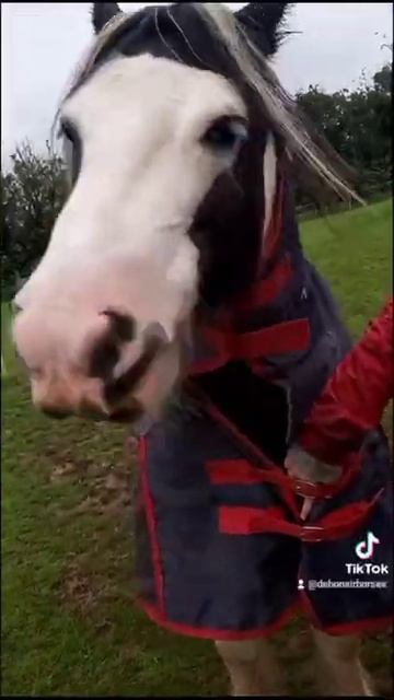 Crazy horse Warrior #gypsy cob смотреть онлайн