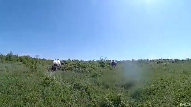 #влог#альбинаякубовская#многомама#мое утро.Ванин Выпускной.Любимые цветы смотреть онлайн