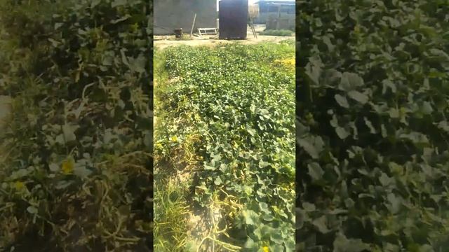 Қауынның күтімі қауыннвң бағасы/қауынның дәрісі/ смотреть онлайн