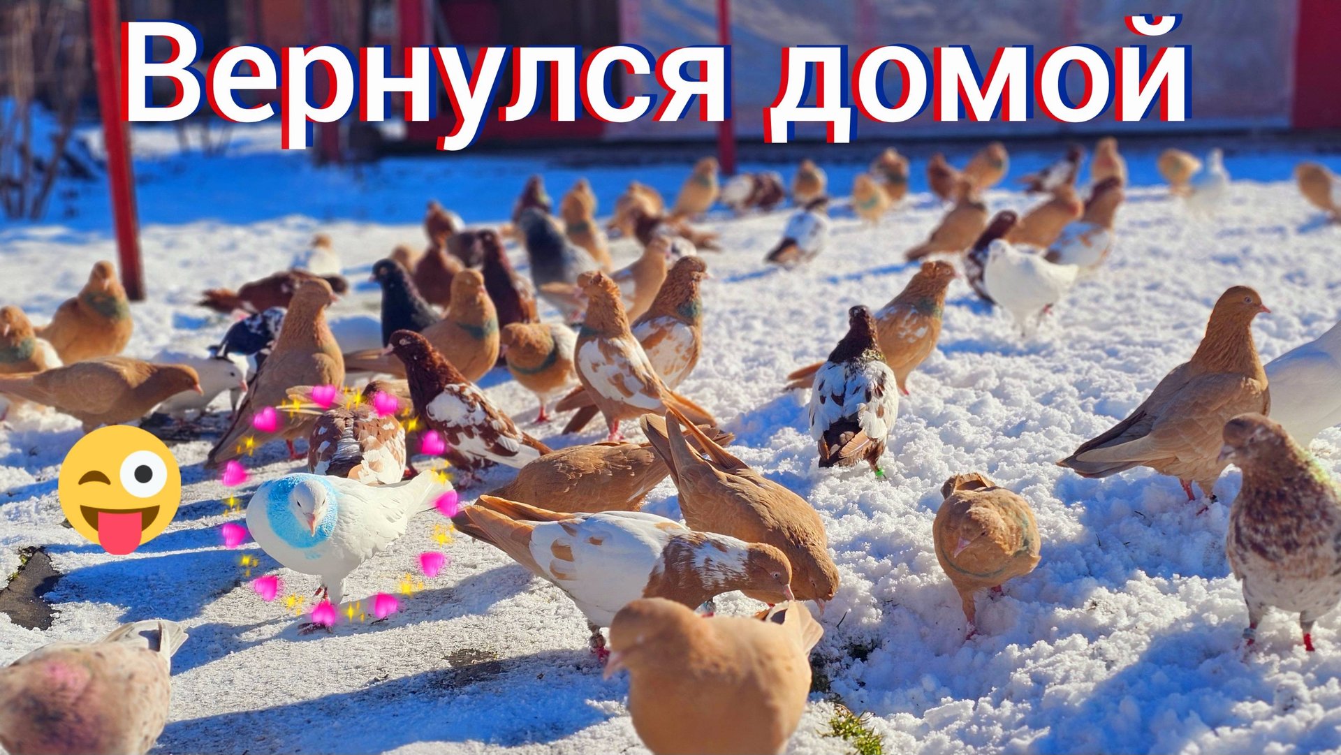 У этого голубя отличный Хоминг смотреть онлайн