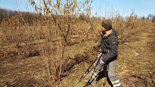 Маточник фундука весною 2019 р смотреть онлайн