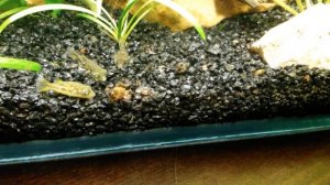 Карликовые тетрадоны