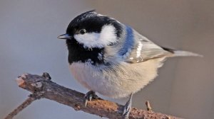 Так поет Синица московка. Звуки животных для расслабления #relax