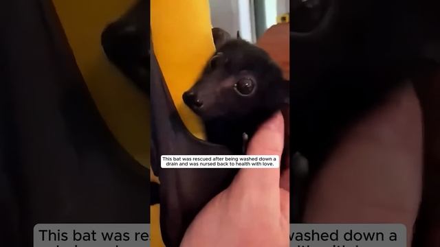 This bat was rescued after being washed down a drain and was adopted #animalshorts смотреть онлайн