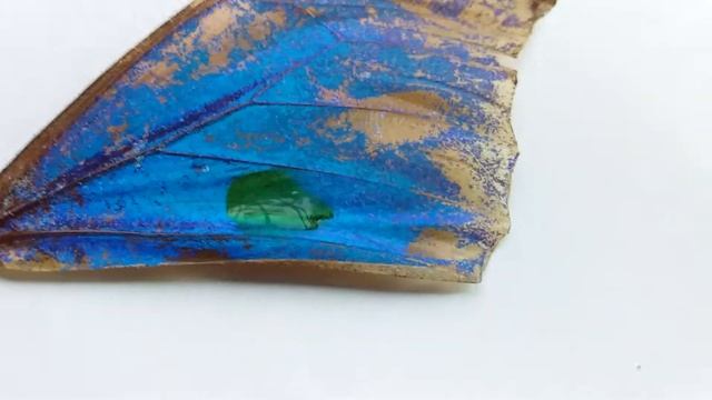 Morpho peleides' wing reaction to a drop of alcohol смотреть онлайн