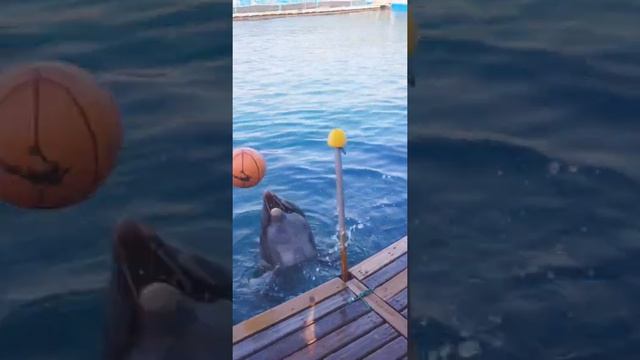 عرض الدولفين في مرمريس marmaris'te yunus park dolphin park in Turkey смотреть онлайн