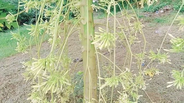 ESSENCE and MEDICINE from MALE PAPAYA FLOWERS смотреть онлайн