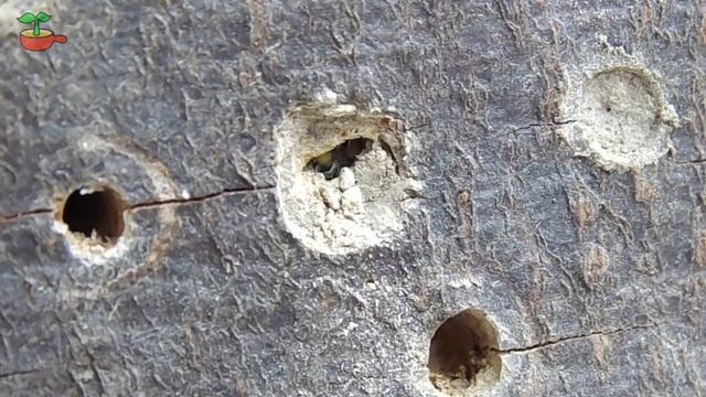 Grabwespe erblickt das Licht der Welt смотреть онлайн