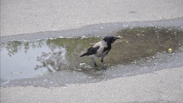 Я - Ворона... смотреть онлайн