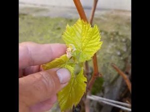 Выращивание винограда в Сочи