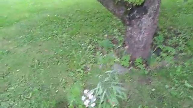 Trädgårdskaos, del 11 - Inventering смотреть онлайн