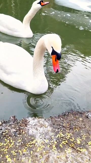 Лебеди в Крыму смотреть онлайн