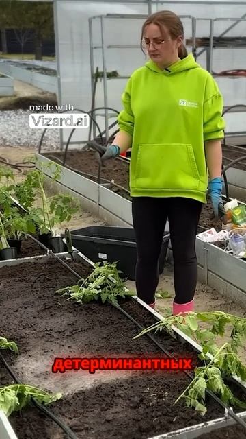 Правильная глубина посадки детерминантных томатов #сад #огород #рассада #томаты смотреть онлайн