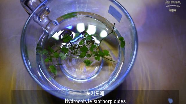 frogbit floating plants aquascape 부상수초어항 프로그비트 물배추 DAY 30 смотреть онлайн