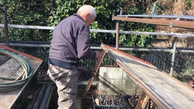 最高！！の盆栽職人は繊細な技術が秘められた梅や桜盆栽を太い枝を切るまで1年待ってから剪定するその理由が明らかに・盆栽に携わり60年年月の生産者盆栽職人に教えてもらおう・矢島清芳園・やじま園＠盆栽タネ смотреть онлайн
