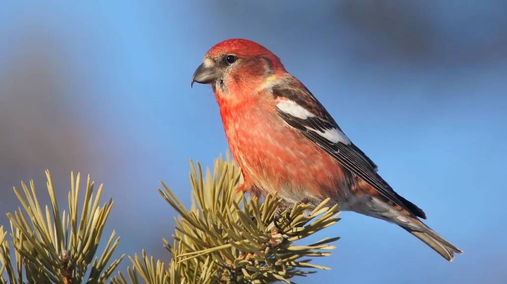 Белокрылые клесты. Пение и образ жизни #nature