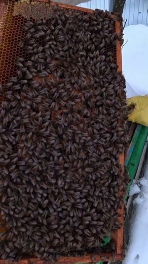 КУДА ПОДЕВАЛИСЬ КОРМА У ПЧЁЛ