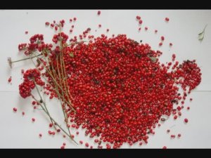 ЖЕНЬШЕНЬ. ПРО СЕМЕНА