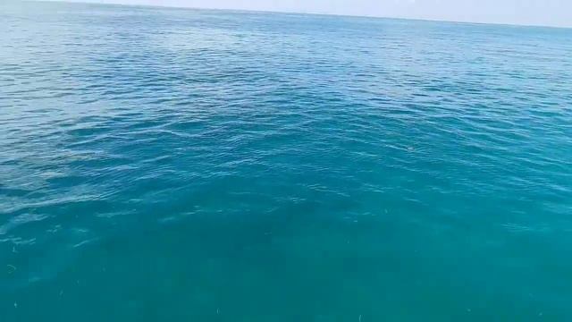 True Hunters Miami spearfishing Barracuda encounter смотреть онлайн