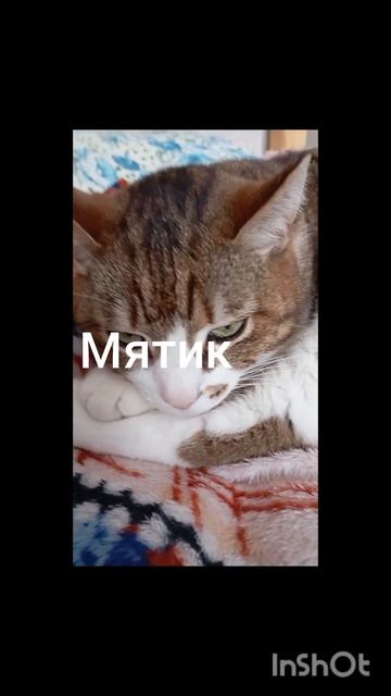 мои животные