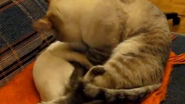 Chulaloke and Sylvia смотреть онлайн