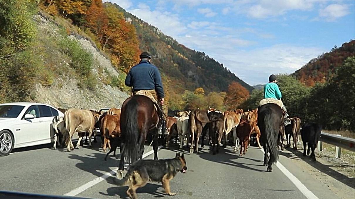 Пастушья работа. Мастер-класс от собак-пастухов смотреть онлайн