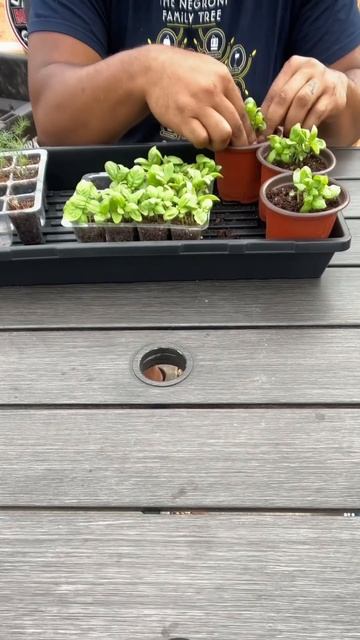 Planting for Flavor: Watch Now to Find Out What's Growing! смотреть онлайн