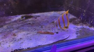 Новые морские 🦀 гидробионты 🐡 | Перевод и пересадка в аквариум 🌊