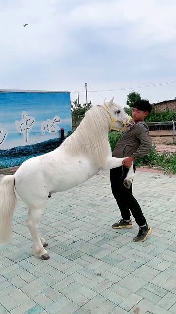 Horse mating cute - Most breeding horse смотреть онлайн