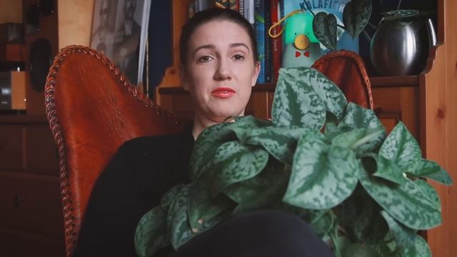 Moje rośliny: Scindapsus pictus Trebie // Jak dbać o scindapsusy смотреть онлайн