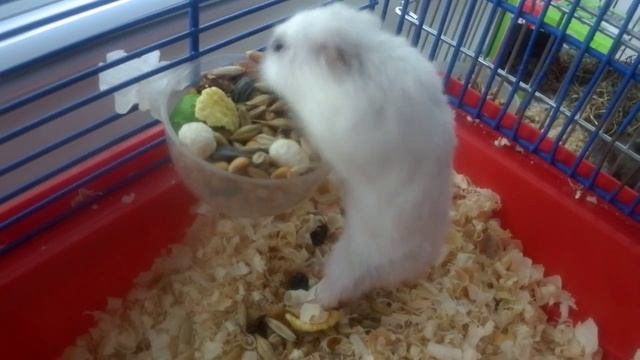 Омномном :D смотреть онлайн