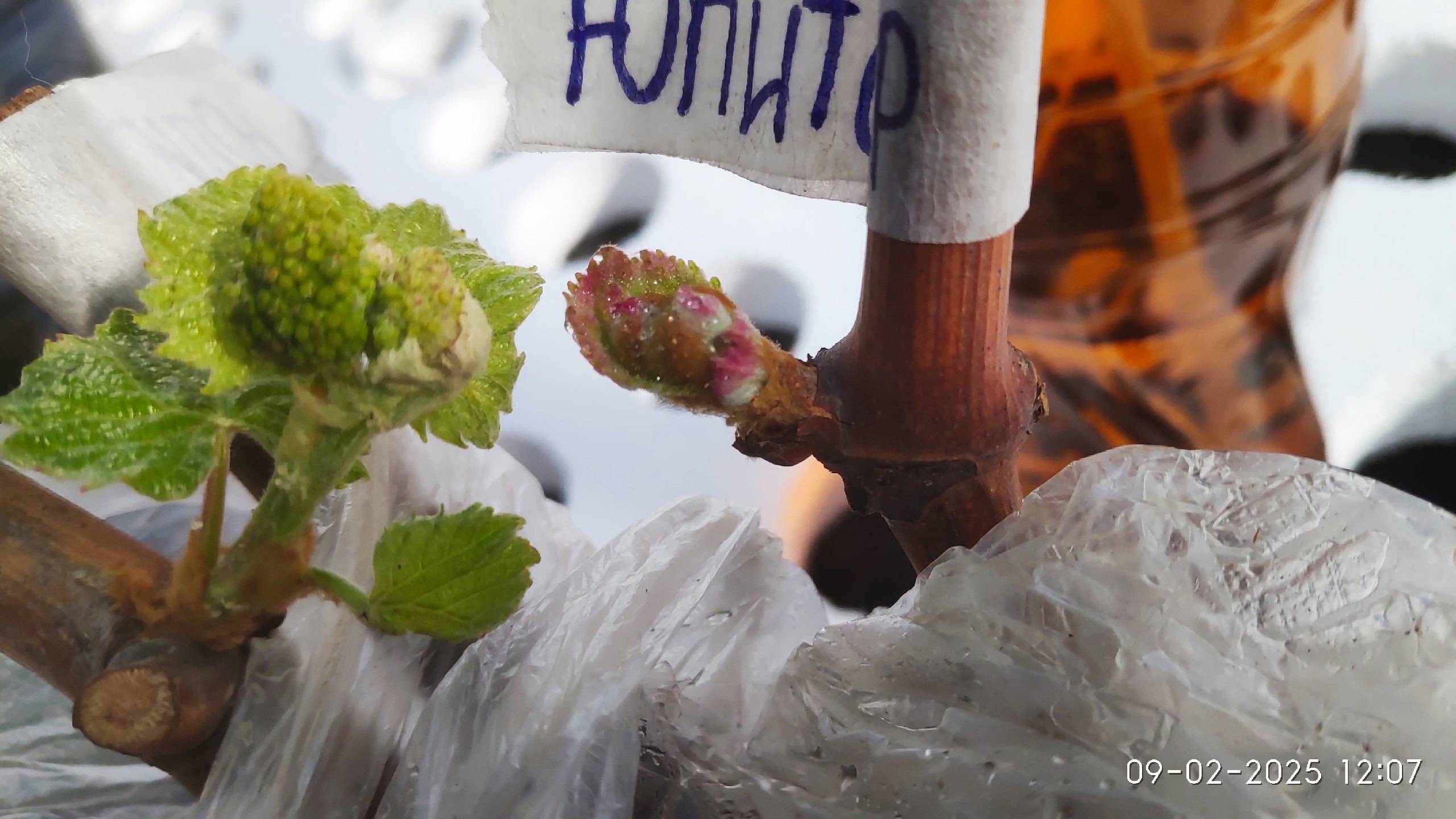 Укоренение винограда, несколько способов для начинающих смотреть онлайн