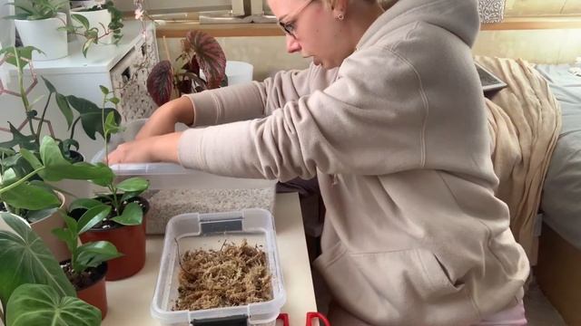 Monstera Dubia Propagation | Moss Or Perlite?