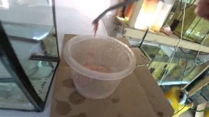 Будни Аквариумиста. Разная работа и Радужницу на откорм