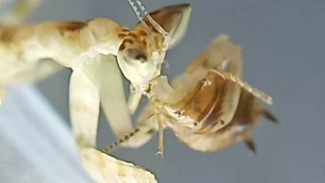 SPINY FLOWER MANTIS FEEDING (Creobroter Sp.)