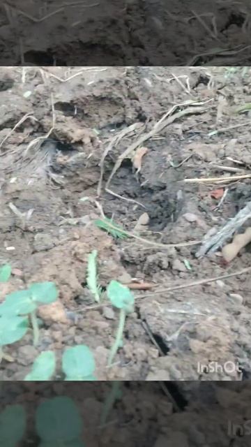 Gwar fali Achcha Jage hai #shorts #vikas_verma #farming смотреть онлайн