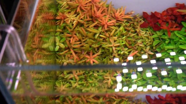 Rotala rotundifolia - VideoFicha - La reina de los macizos - PezVerde смотреть онлайн