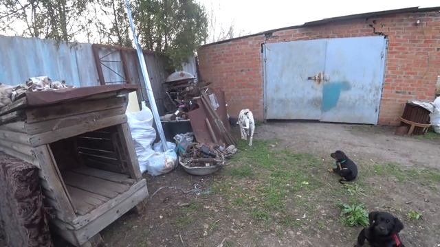 У НАС ПОПОЛНЕНИЕ/КУПИЛИ ЦЫПЛЯТ/ВЫКОСИЛ ТРАВУ В ОГОРОДЕ/ВЕСЕННИЕ РАБОТЫ/ смотреть онлайн