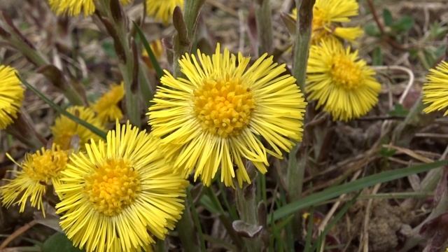 Tussilago farfara L. čes. podběl lékařský смотреть онлайн