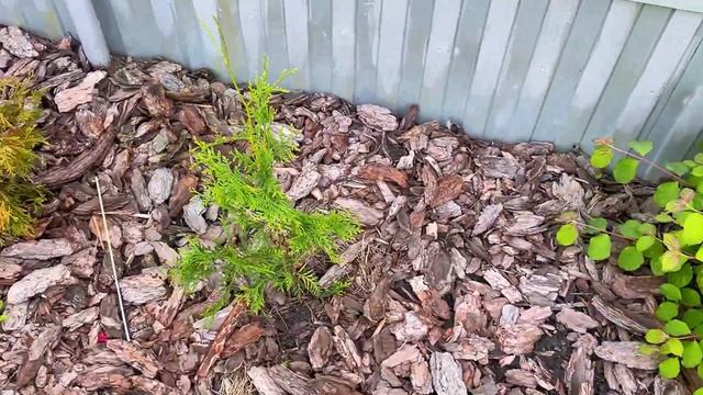 Такую КРАСОТУ никакой забор не испортит!