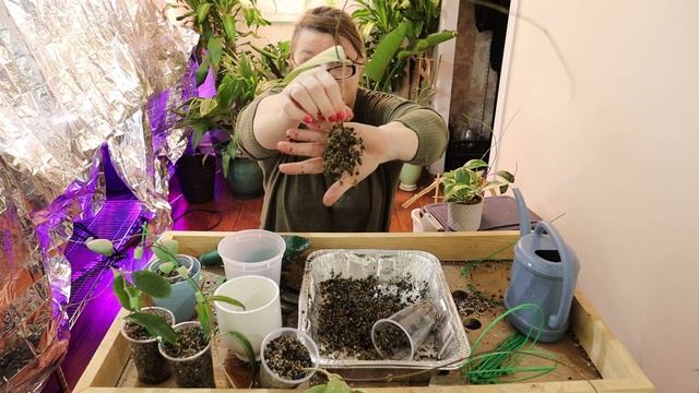 Trellising My Hoyas смотреть онлайн