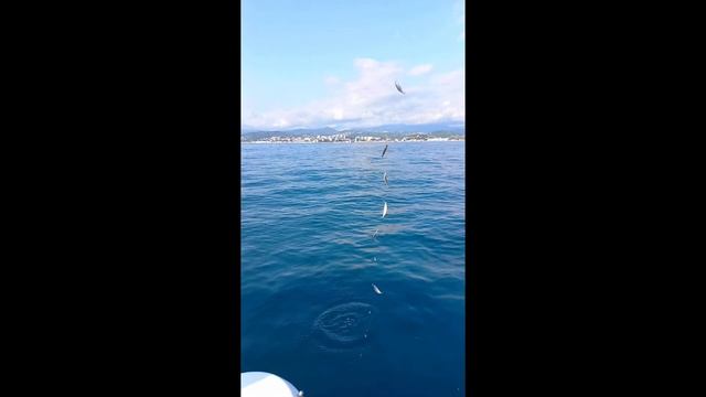 Раздача ставриды смотреть онлайн