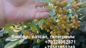 Вишня песчаная пирамидальная желтоплодная.