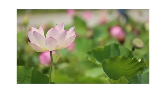 45 minutes calm Music, sap, Study, Sleeping music смотреть онлайн