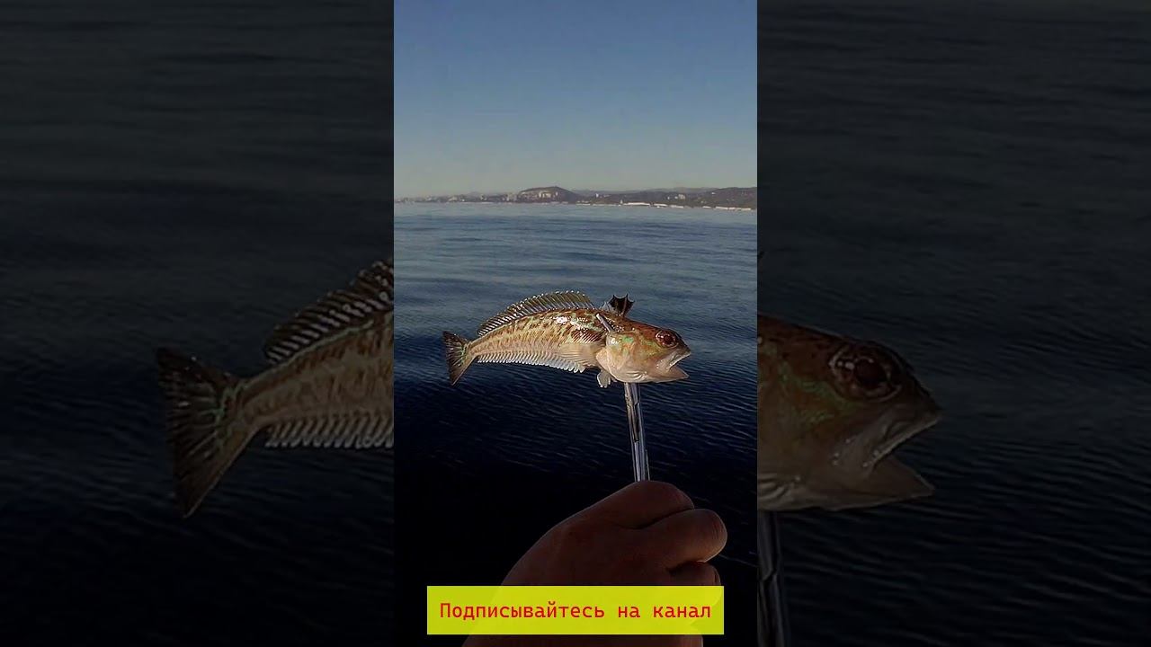 Рыбалка в Сочи, ядовитый дракон. #котлеты #серфинг #fishing #рыболовная #еда #рыболовныеузлы смотреть онлайн