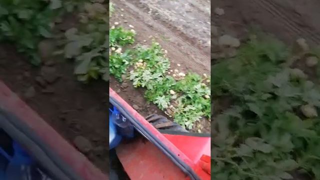 Раня картопля рівєра смотреть онлайн