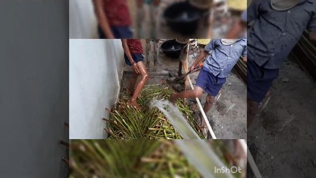 Water Hyacinth. In this I'm showing that how we collect Hydrophyte and sun dried it to make product смотреть онлайн