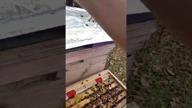 маштабний експеримент зимівля бджіл Ч-7. Скабатокс смотреть онлайн