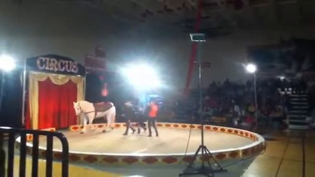 Circus gorilla ratero смотреть онлайн